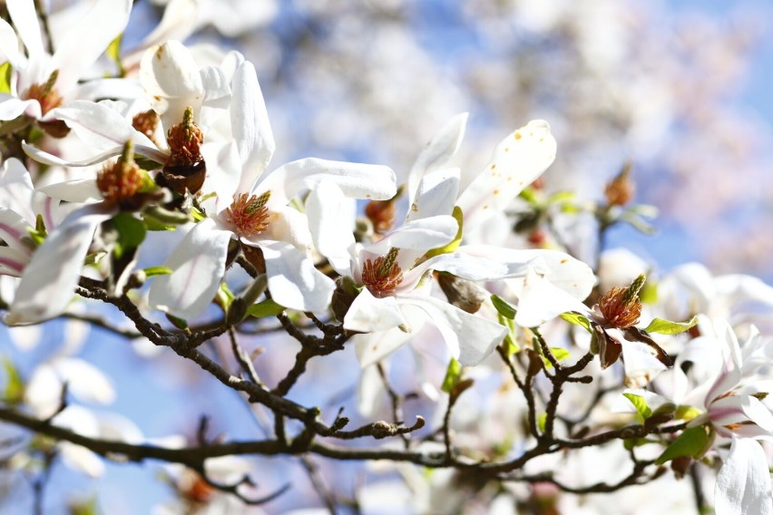 Kwitnące magnolie w Ogrodzie Botanicznym PAN w Powsinie