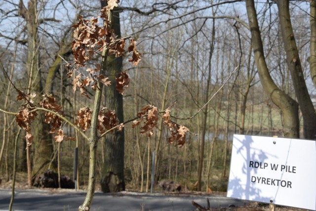 100 drzew na 100. rocznicę odzyskania niepodległości - akcja RDLP w  Pile