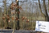 Drzewa Pamięci. Leśnicy z Regionalnej Dyrekcji Lasów Państwowych w Pile posadzili 100 drzew na 100 lat niepodległości