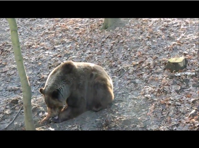 Nowe Zoo w Poznaniu: Zobacz niedźwiedzie, tygrysa i tapiry