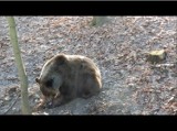 Nowe Zoo w Poznaniu: Zobacz niedźwiedzie, tygrysa i tapiry [FILMY]