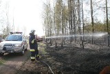 Rudy: Na pożarzysku zasadzą 170 drzew
