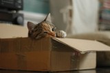 Olsztyn: kotki czekają na nowych właścicieli w schronisku