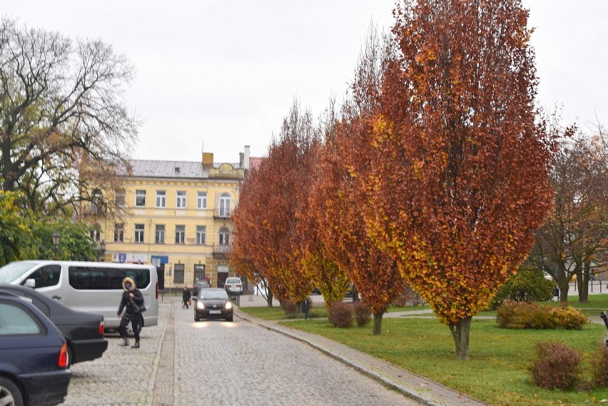 Jesień na dobre zagościła w Opatowie. Drzewa i krzewy gubią...