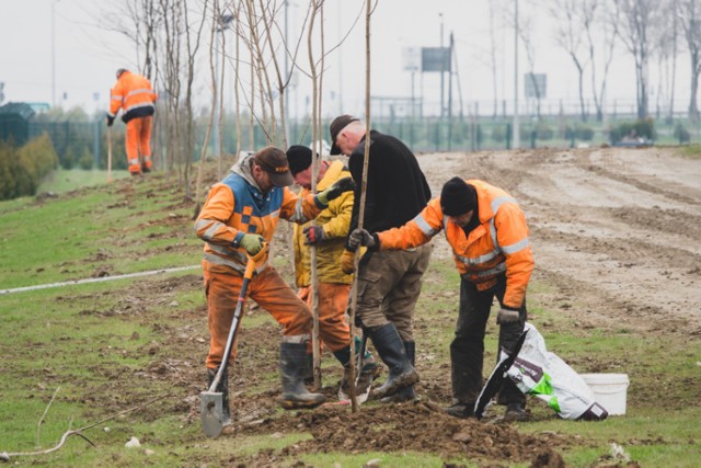 Przy zakładzie Bioagry pod Nysą trwają nasadzenia. Spółka posadzi prawie tysiąc drzew.