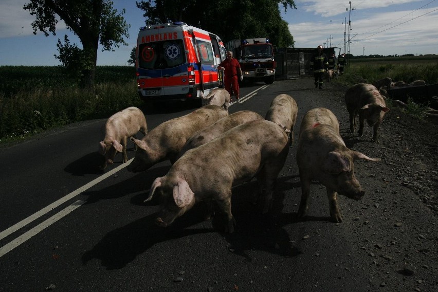 Wypadek ciężarówki ze świniami na trasie Legnica - Złotoryja (ZDJĘCIA)