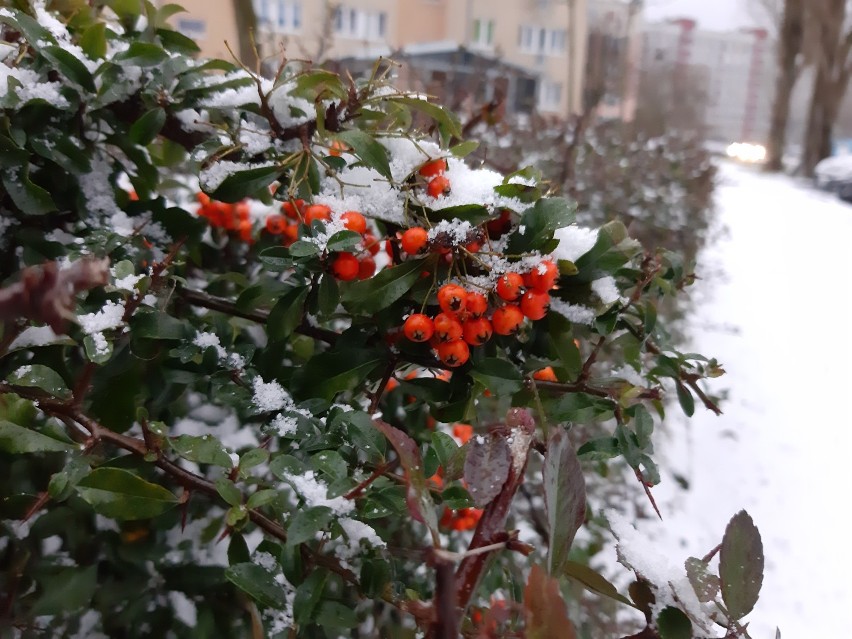 Śnieg w Świnoujściu! Takich opadów, już dawno nie było....