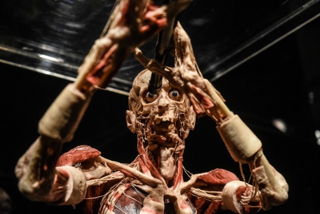 Body Worlds Vital w Poznaniu. Zdjęcia z Galerii Pestka