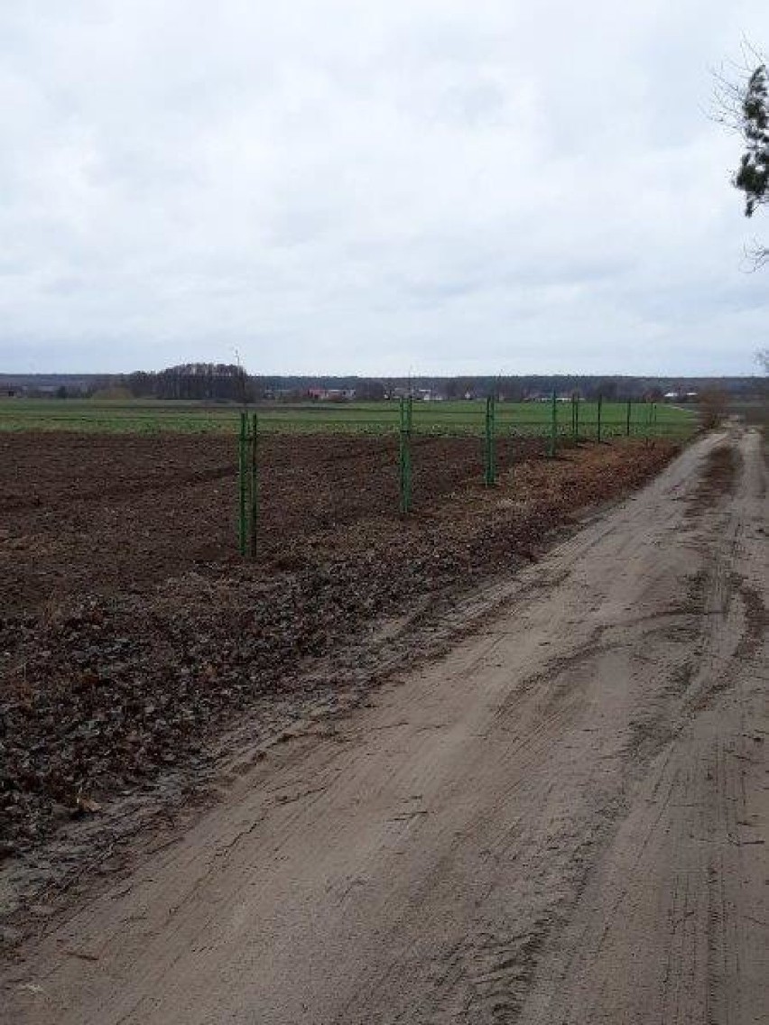 Nowe nasadzenia w gminie Czermin. Pozyskali 20 tysięcy złotych na drzewa miododajne