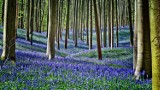 13 najpiękniejszych lasów Europy na powitanie wiosny. Dywany z kwiatów, niezwykłe drzewa, tajemnicze miejsca
