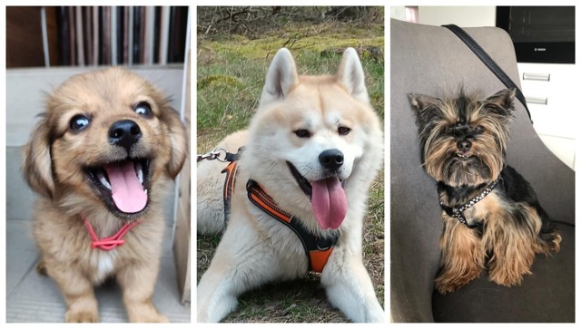 Międzynarodowy Dzień Psa 2022. Oto najpiękniejsze psiaki czytelników NaM