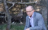 Myśliwi z Koła Łowieckiego "Jeleń Legnica" uratowali bielika, ptak dochodzi do siebie w Raczkowej