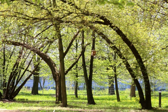 Park im. porucznika pilota Jana Fusińskiego został urządzony na nowo. Są nowe rośliny, mała architektura. Na szczęście pozostały też stare, piękne dające cień drzewa.

Zobacz kolejne zdjęcia. Przesuwaj zdjęcia w prawo - naciśnij strzałkę lub przycisk NASTĘPNE