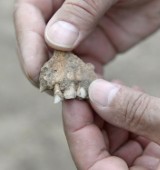 Znaleziono ludzkie szczątki na bydgoskich Jachcicach
