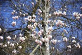 Magnolie w Warszawie. Ogród Botaniczny zachwyca kwitnącymi krzewami 