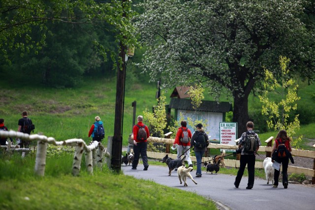 Karkonoski Park Narodowy ograniczy wędrówki po górach z psami. Zamierza zamknąć dla czworonogów ok. 40 kilometrów szlaków, spośród istniejących 120 kilometrów.