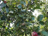 Anomalie pogodowe. Znów kwitną jabłonie i grusze (ZDJĘCIA)