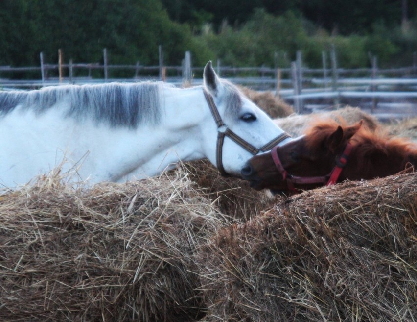 Nowy Staw-Jantar. Siano i owies od Fundacji Nadzieja II dla koni z Buffalo Billa. Pomoc cały czas jest bardzo potrzebna