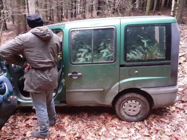 Złodzieje stroiszy jodłowych sieją spustoszenie w uprawach młodych drzewek