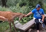 Tatry. Jeleń nad Morskim Okiem osaczony przez ludzi robi się agresywny. Zaatakował chłopca 