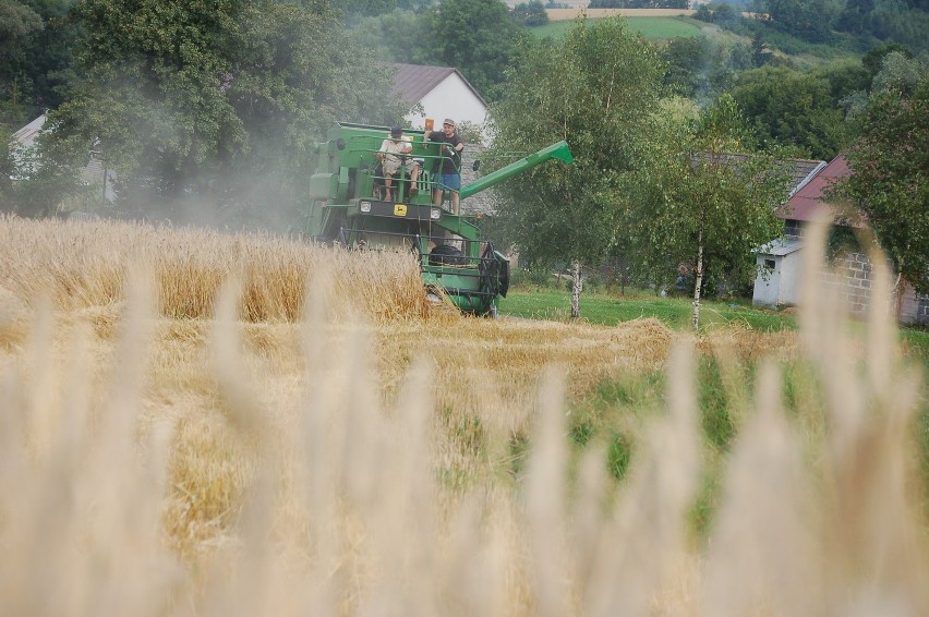 Żniwa w Tarnowskiem nie będą złe