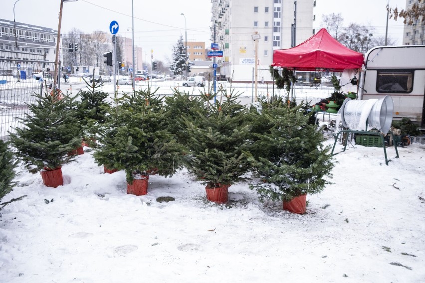 Gdzie kupić choinkę w Warszawie? W tych miejscach możecie nabyć świąteczne drzewko. Jakie są ceny choinek?