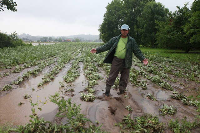 Mirosławowi Woźniakowi woda zniszczyła 10 hektarów pola