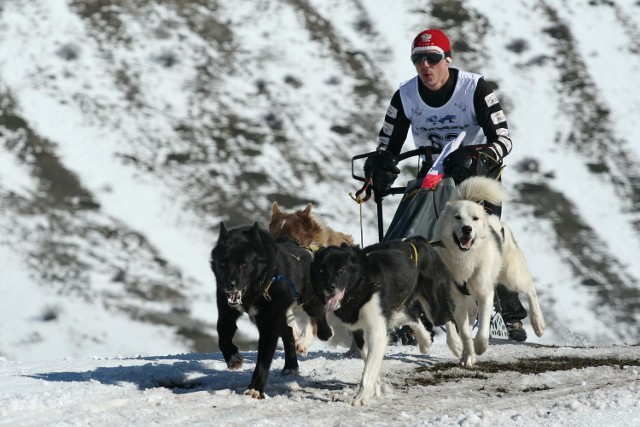 Waldemar Stawowczyk i jego psi zaprzęg podczas zawodów