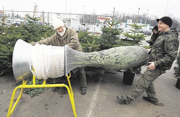 Sprzedawcy owijają drzewka w siatkę, wygodniej jest je...