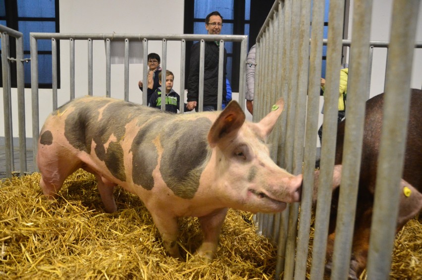 Wielką atrakcją dla dzieci będzie z pewnością wystawa...