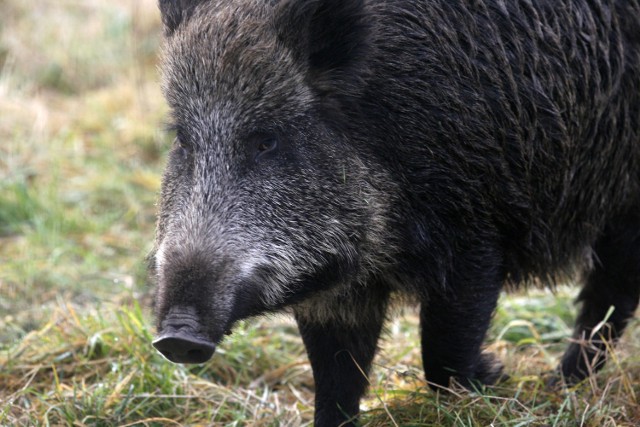 Dziki coraz chętniej zaglądają w okolice zamieszkanych terenów. Terroryzują mieszkańców i powodują straty liczone w dziesiątkach tysięcy złotych.