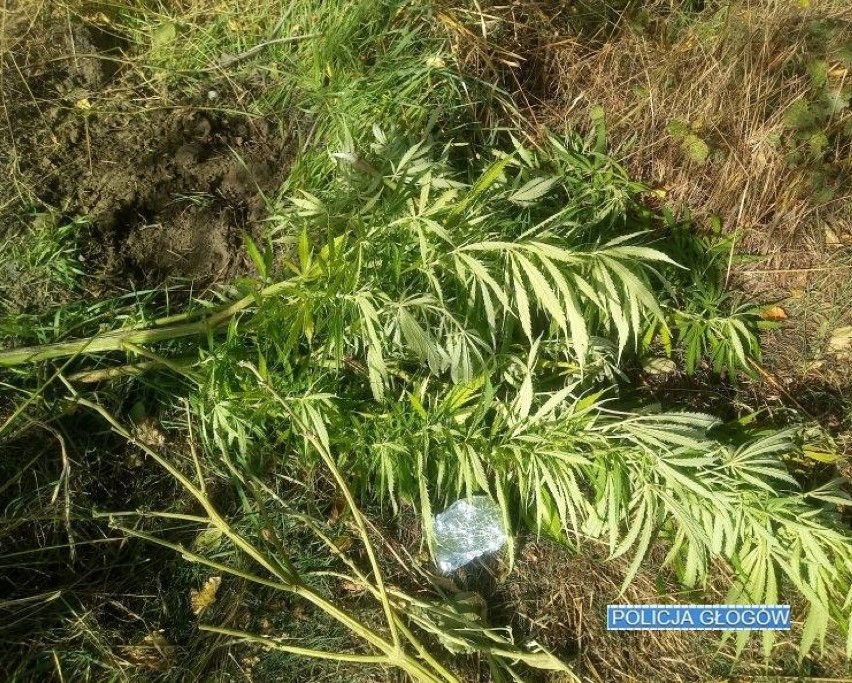 Doniczkę z marihuaną schował... w koronie drzewa. Policjanci i tak ją znaleźli! [ZDJĘCIA, FILM]