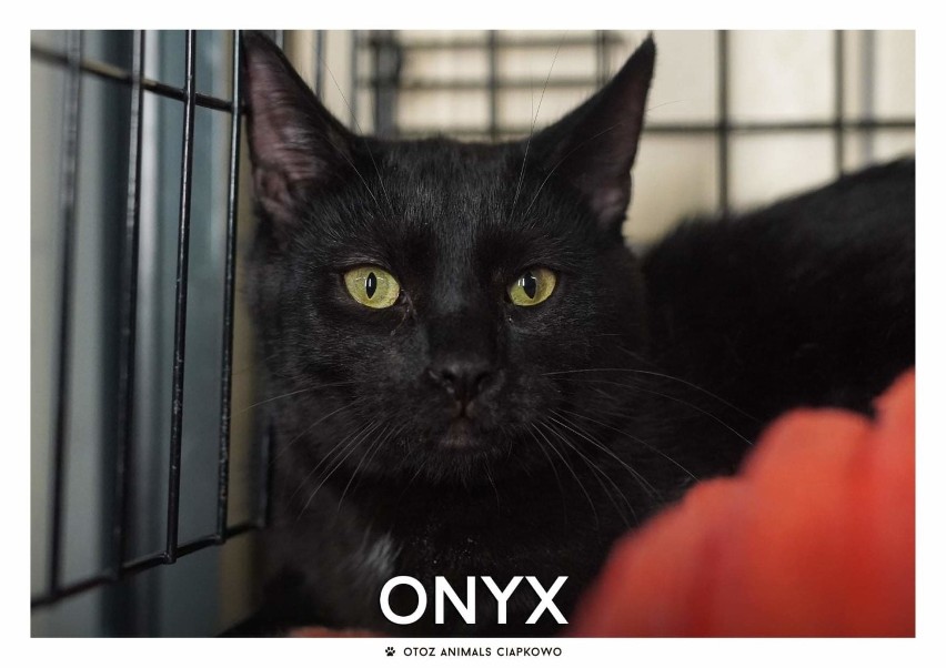 IMIĘ: Onyx (269/20)
WIEK: Około 7 miesięcy
CZIP: BRAK

Onyx...