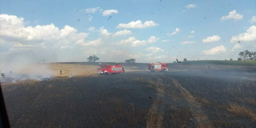 Pożar zboża pod Radzyniem Chełmińskim. W akcji siedem zastępów straży pożarnej