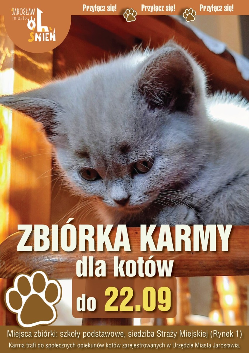 Urząd Miasta Jarosławia prowadzi zbiórkę karmy dla kotów. Przyłącz się do akcji!