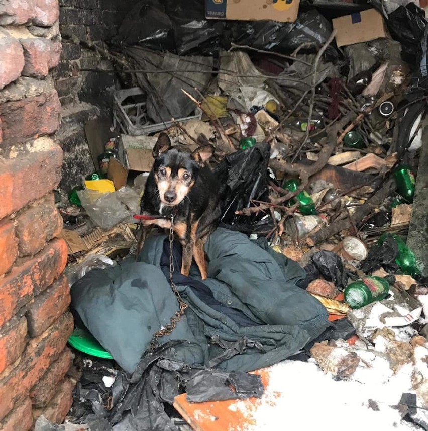 Uratowali psa, który mieszkał na górze śmieci