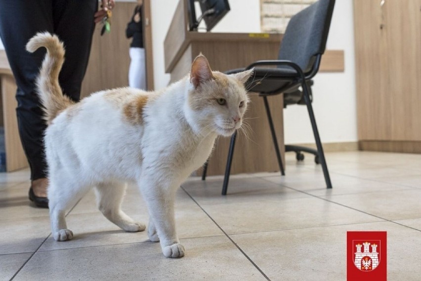 W Zgierzu trwa instalacja budek noclegowych dla kotów. Domki pomogą im przetrwać zimę