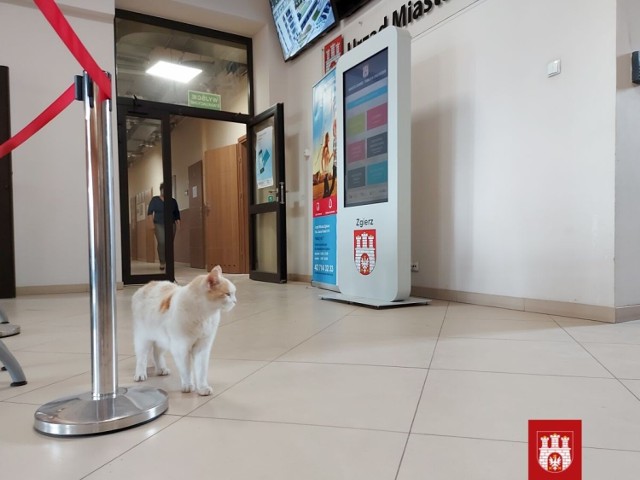 Na zdjęciu Karmel - jeden z kilku kotów, które mieszkają na terenie zgierskiego urzędu miasta.