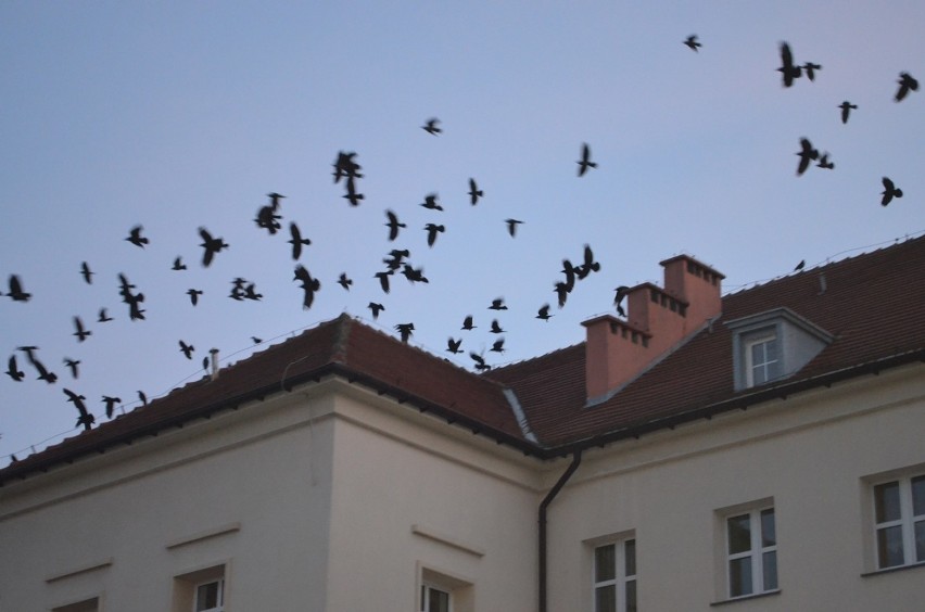 Głogowski szpital obsiadły ptaki. Widok jak z filmowego planu Hitchcocka