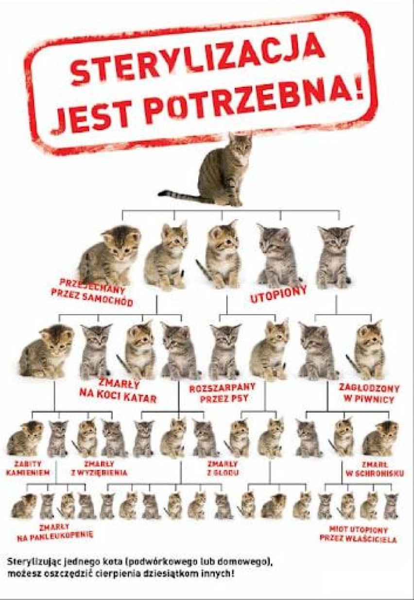 Apel jest skierowany do tych osób, które mieszkają na terenie miasta i gminy Pleszew i dokarmiają bezdomne koty lub też często widują w swojej okolicy takie zwierzęta