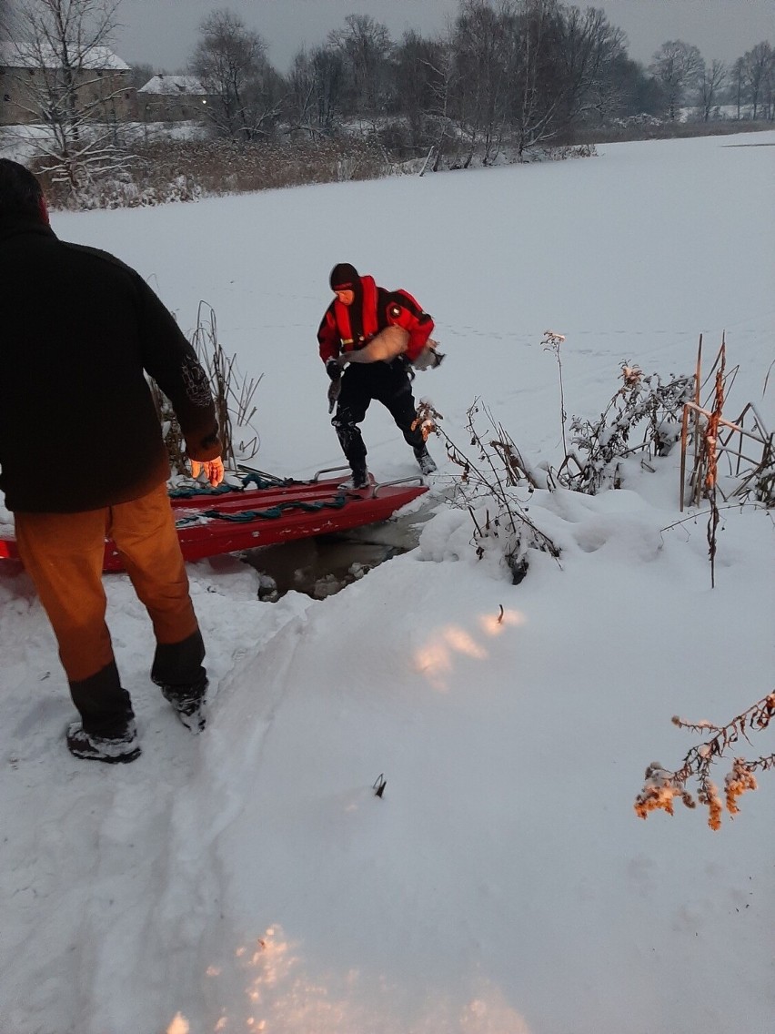 Strażacy uratowali łabędzia, który przymarzł do tafli lodu...