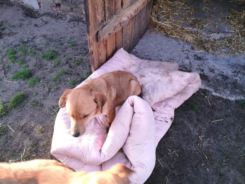 Help Animals poszukuje domów dla porzuconych psów. Połowa z nich to suczki w ciąży. ZDJĘCIA