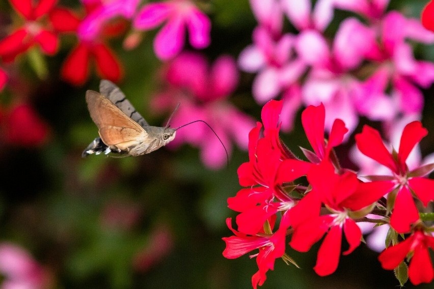 „Polskie kolibry” odwiedzają nie tylko ogrody, ale również...