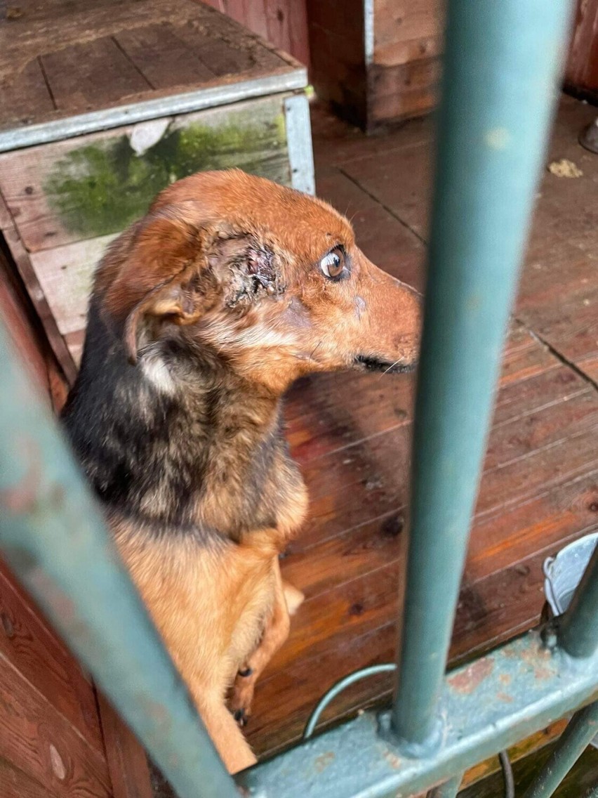 Przedstawiciele Fundacji Mondo CANE i Wielkopolskiego...