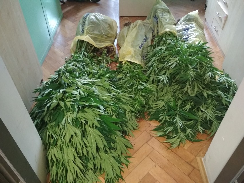 Policjanci zlikwidowali nielegalne plantacje marihuany - łącznie 80 krzewów konopi 