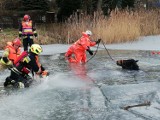 Koń zerwał się i wbiegł na jezioro w Przełazach. Podczas akcji wpadł do wody. Zwierzę uratowali strażacy