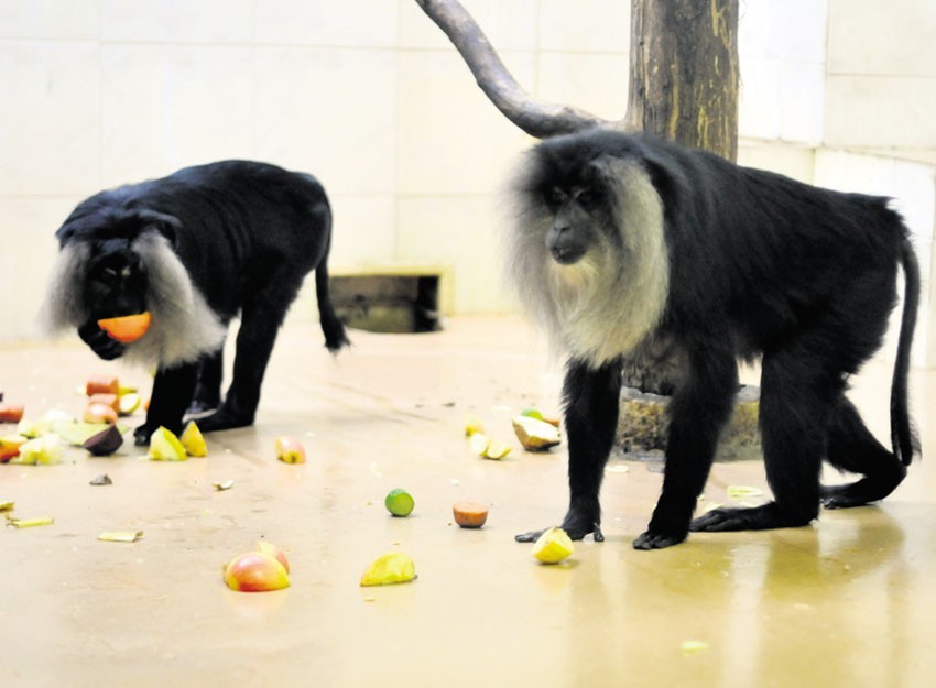 Rodzina makaków wanderu powiększy się o trzy osobniki.