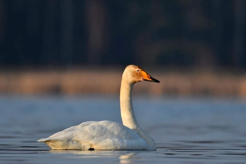 Pleszew. Jeden z najrzadszych gatunków ptaków odwiedził...