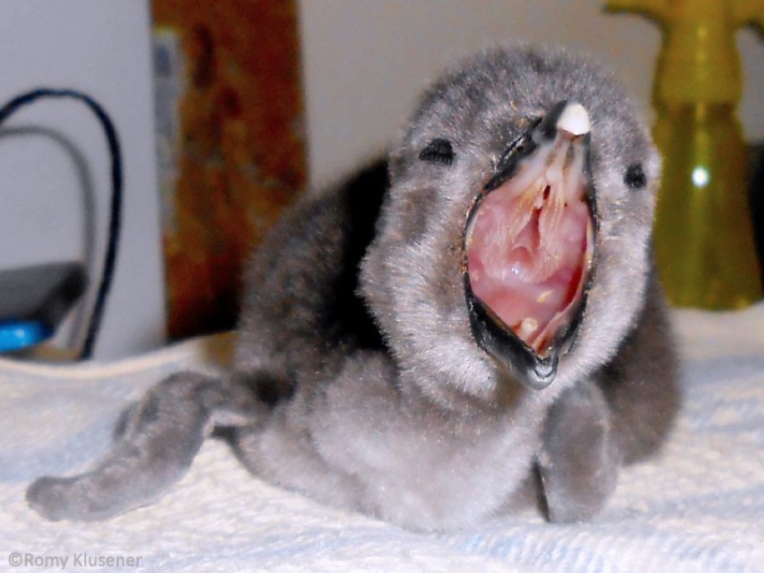 Adopcja pingwinich jaj