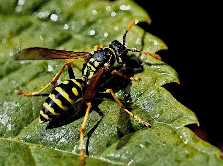 Osy mają ok 10-15 mm długości.